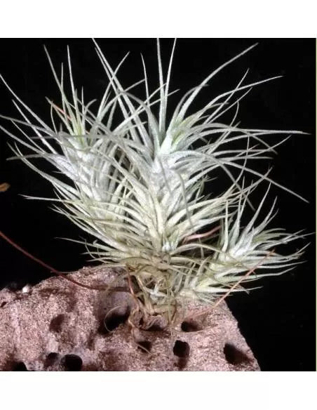 Tillandsia Heteromorpha Pulk