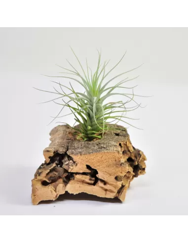 Tillandsia heteromorpha