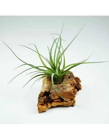 Tillandsia Holm's Alberose x Tenuifolia Amethyst