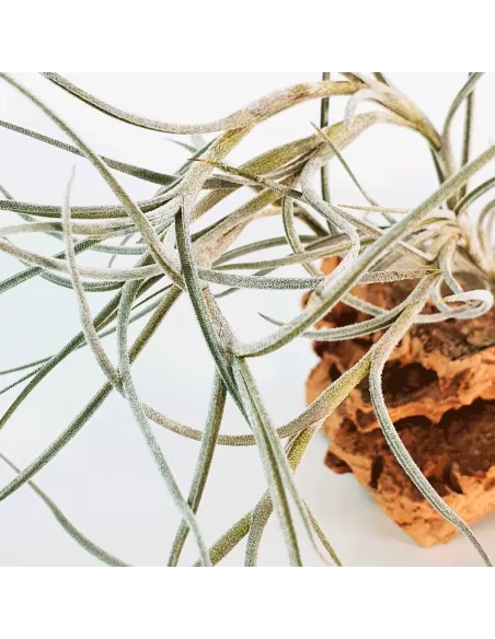 Tillandsia Holm´s Bluebeard