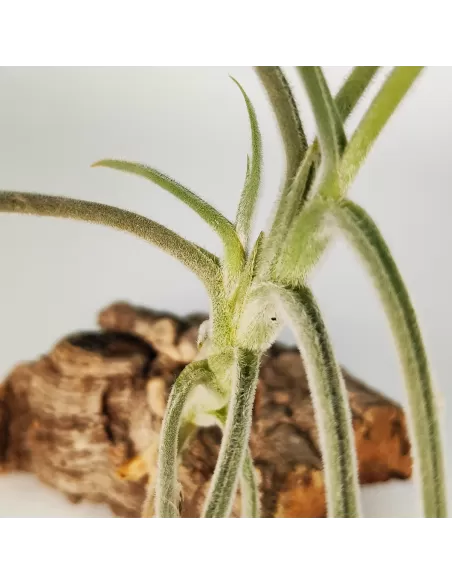 Tillandsia Holm´s Buttercup