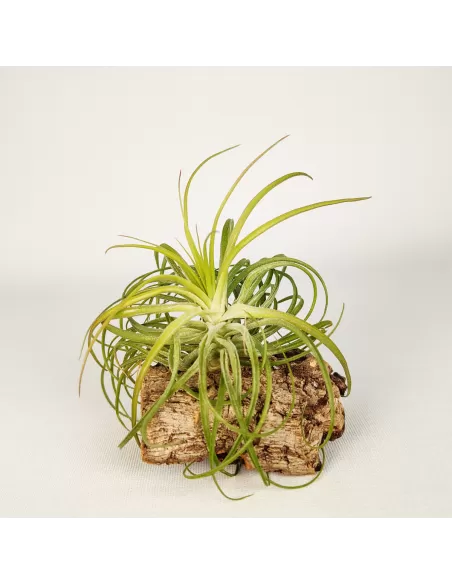 Tillandsia Holm's Ideal x Remember Bob Holm's
