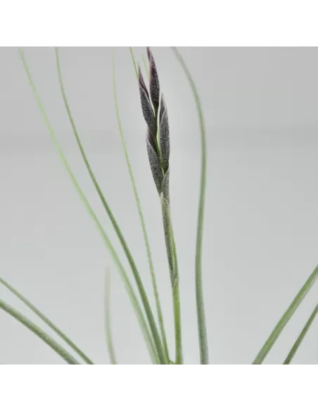 Tillandsia Holm's Mikado