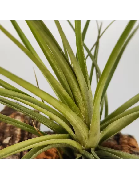 Tillandsia Holm´s Quartzite