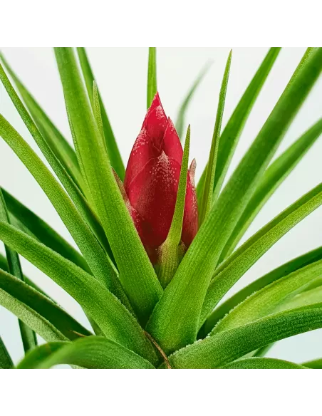 Tillandsia Holm´s Rose Quartz