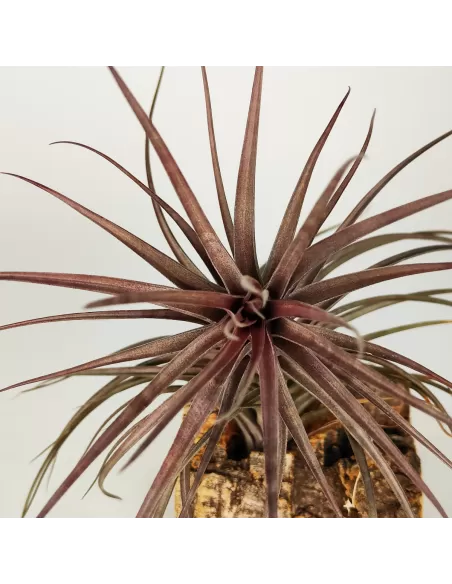 Tillandsia Holm's Rosemary