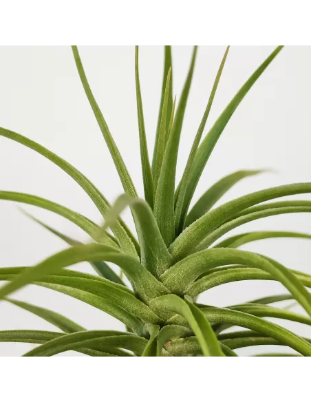 Tillandsia Holms Sapphire x Tenuifolia
