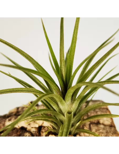 Tillandsia Holm's Twin Star x caulescens