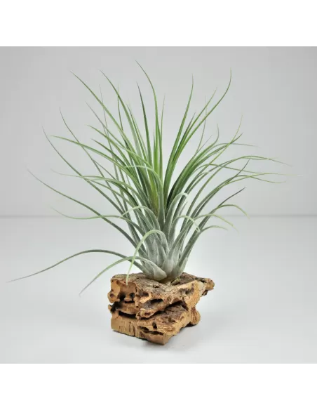 Tillandsia Holm´s Volcano