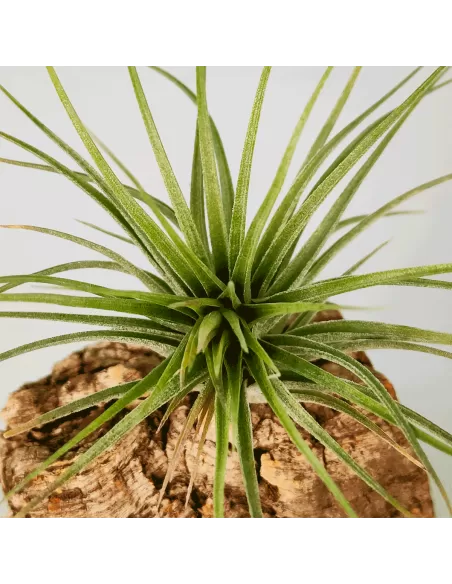 Tillandsia Houston Candy Enana