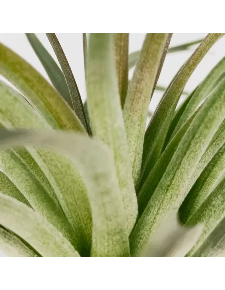 Tillandsia Houston Dunkelrot