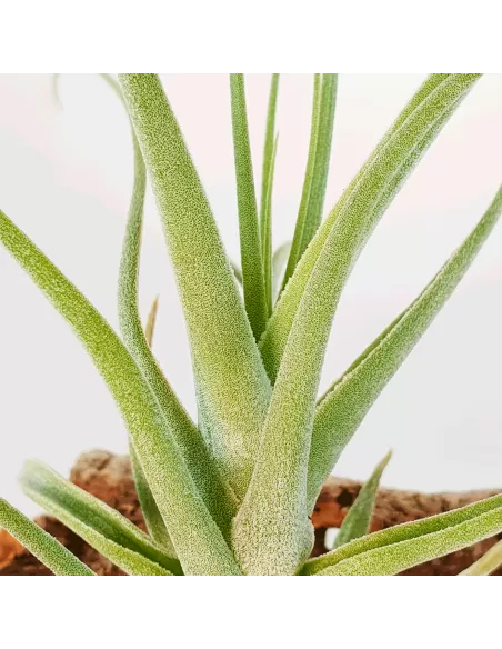 Tillandsia Humilis