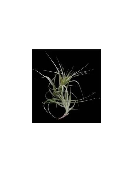 Tillandsia Incarnata