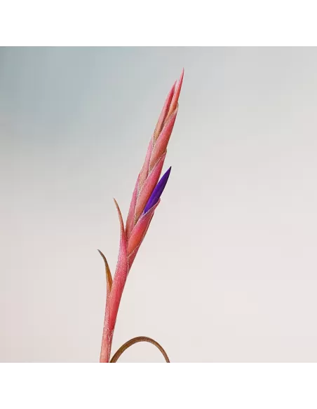 Tillandsia intermedia