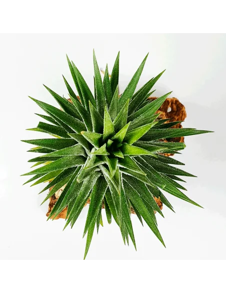 Tillandsia Ionantha Cone Type