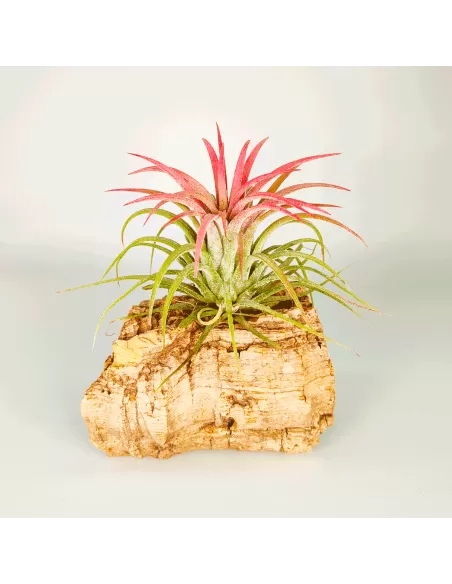 Tillandsia Ionantha Curly Leaf