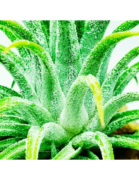 Tillandsia Ionantha Grey