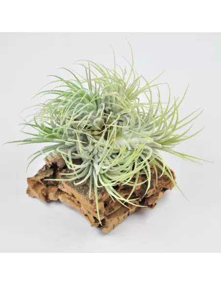 Tillandsia Ionantha Ionantha Clump