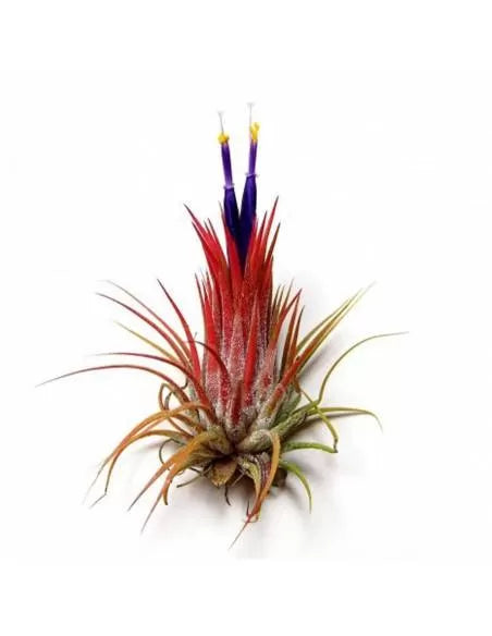 Tillandsia Ionantha Ionantha