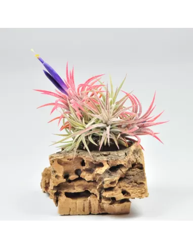 Tillandsia Ionantha Mexican Pulk