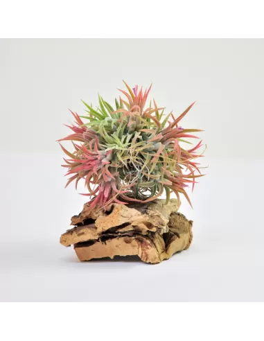 Tillandsia Ionantha Mexican Fireball PULK
