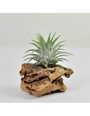 Tillandsia Ionantha Midi Grey