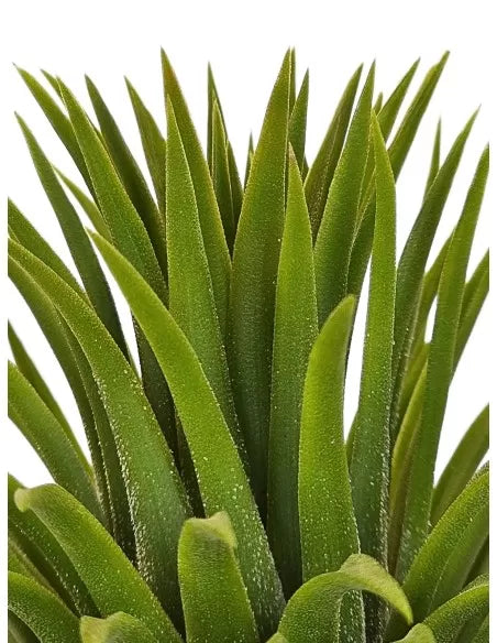 Tillandsia Ionantha Monkey Tail