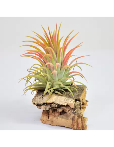 Tillandsia Ionantha Rubra