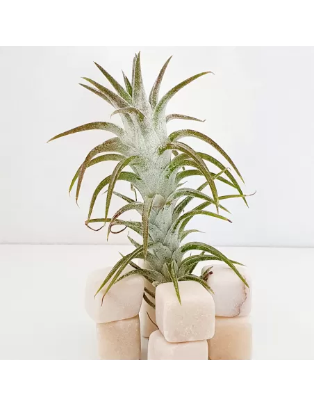 Tillandsia Ionantha Van Hyningii