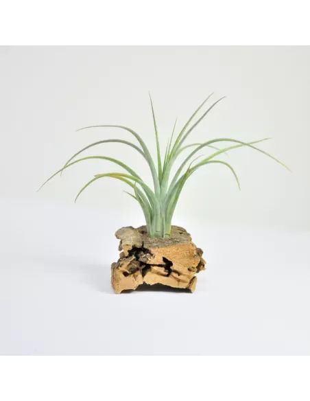 Tillandsia Califano (Ionantha x Baileyi)
