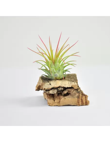 Tillandsia Ionantha x Stricta