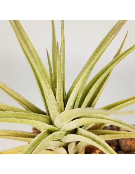 Tillandsia ixioides x bergeri