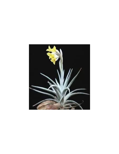 Tillandsia Ixioides