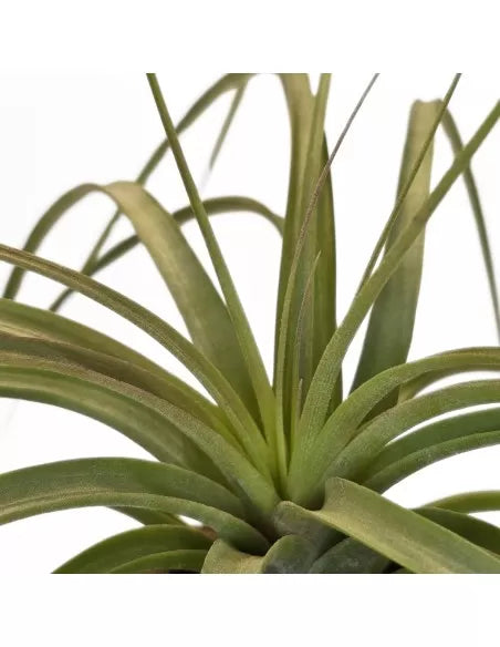 Tillandsia Jes (Exserta x Brachycaulos)