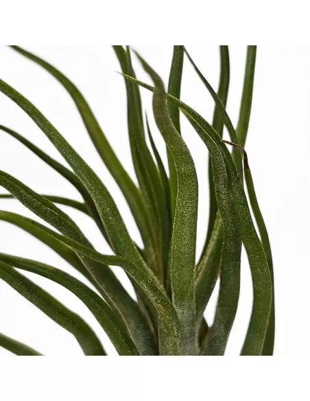 Tillandsia Joel