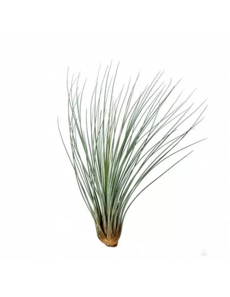 Tillandsia Juncea