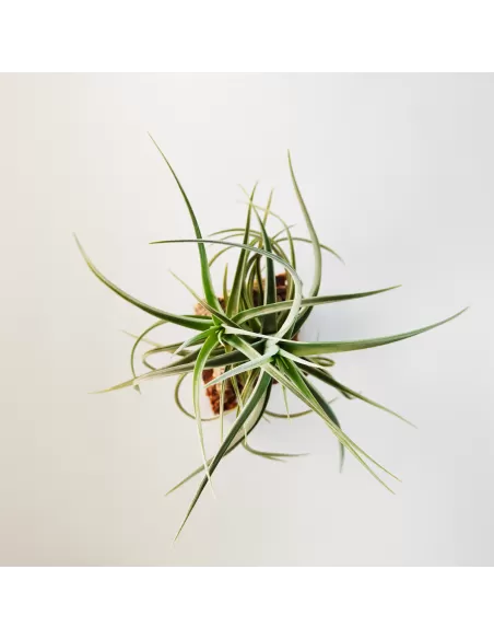 Tillandsia Kashkin