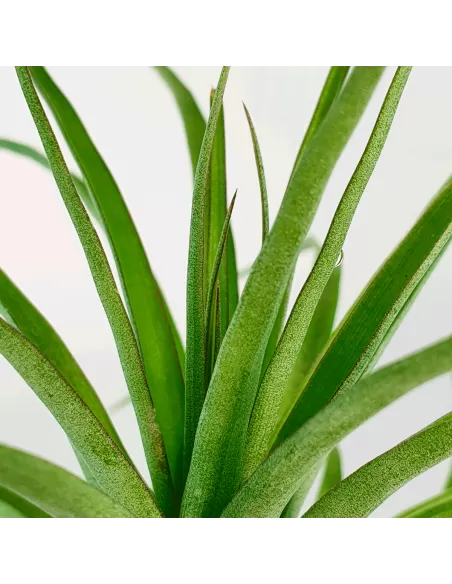 Tillandsia Kegeliana