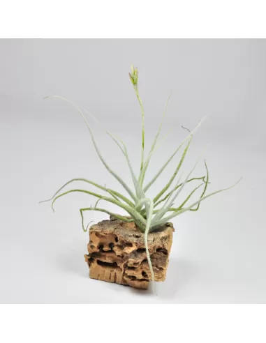 Tillandsia Kurt-Hortsii