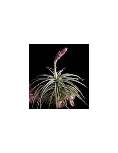 Tillandsia Latifolia
