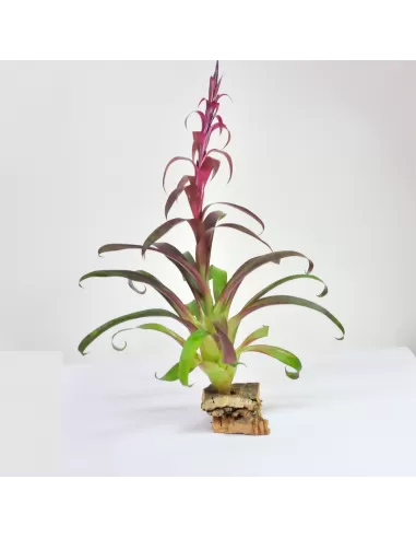 Tillandsia Leiboldiana