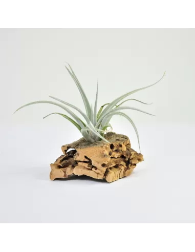 Tillandsia Lorentziana