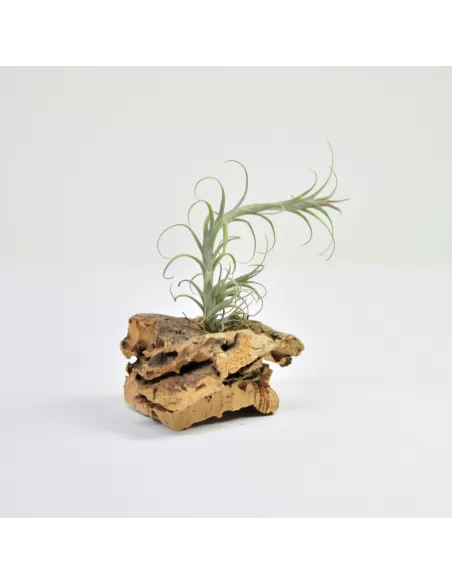 Tillandsia Macbrideana