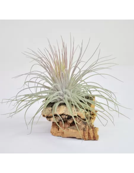 Tillandsia Magnusiana