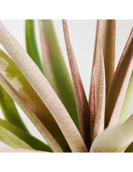 Tillandsia Majestic