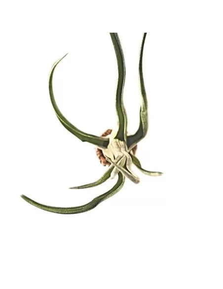 Tillandsia Mali Dofitas