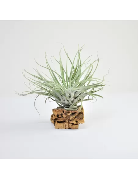 Tillandsia Mathudae