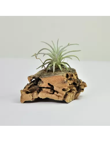 Tillandsia mauryana