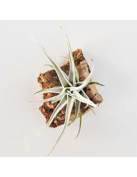 Tillandsia Mitlaensis Var. Tulensis