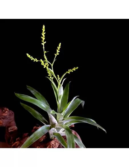 Tillandsia Morreniana Catopsis